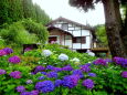 紫陽花が咲いている山の別荘地