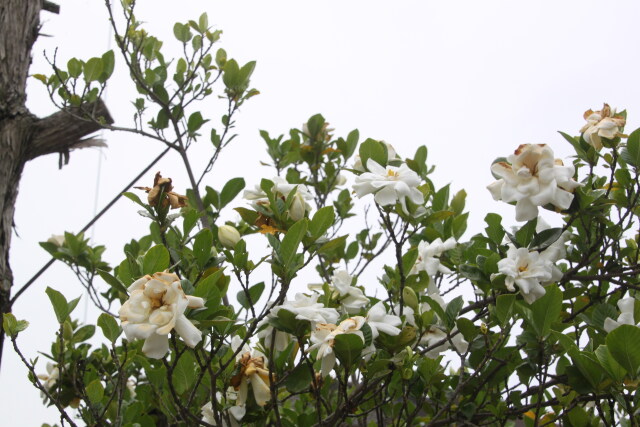 くちなしの花満開