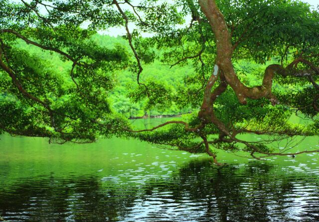 初夏の水辺