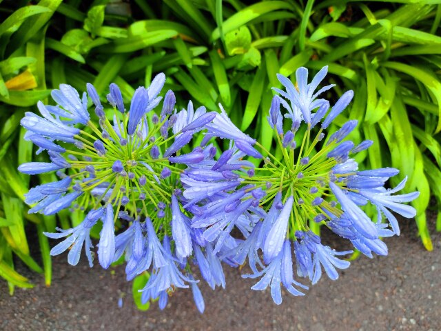 初夏の花