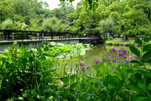 梅雨の晴れ間 公園風景