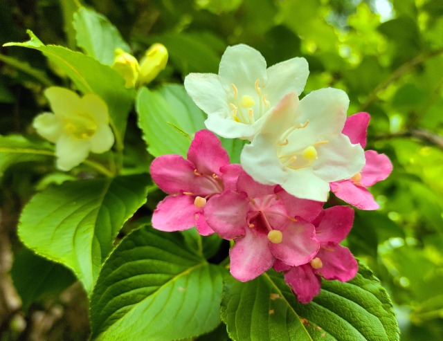 初夏の花