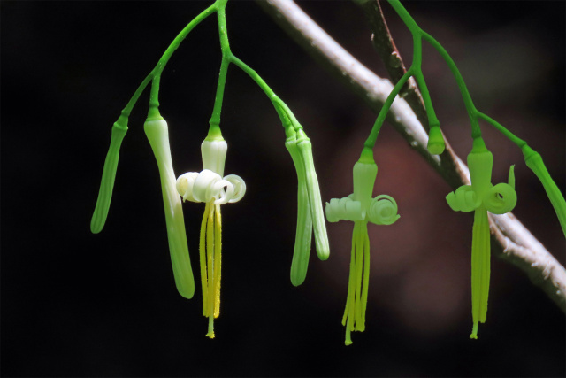 森の妖精 ウリノキの花