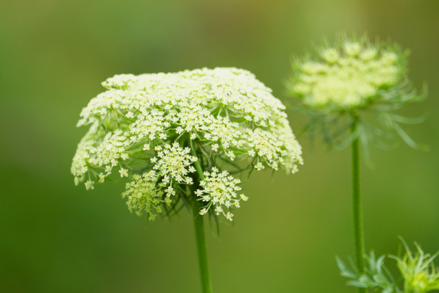 人参の花かな？