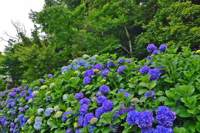 飛鳥山の紫陽花・11