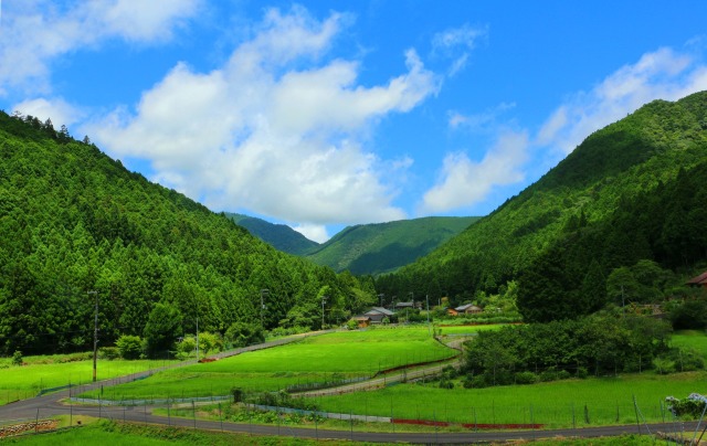 初夏の里山