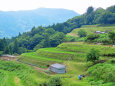 山里 棚田 初夏