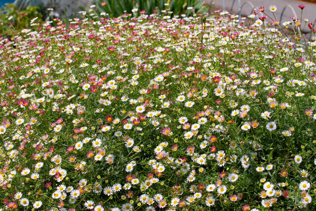 散歩道の花 2022ー6-24