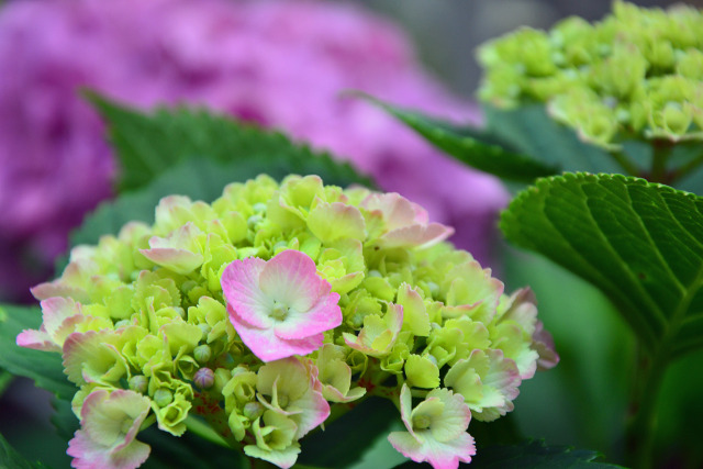 飛鳥山の紫陽花・12