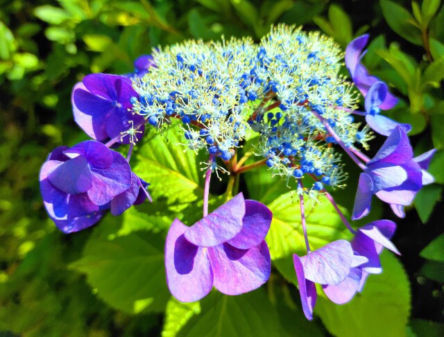 初夏の花