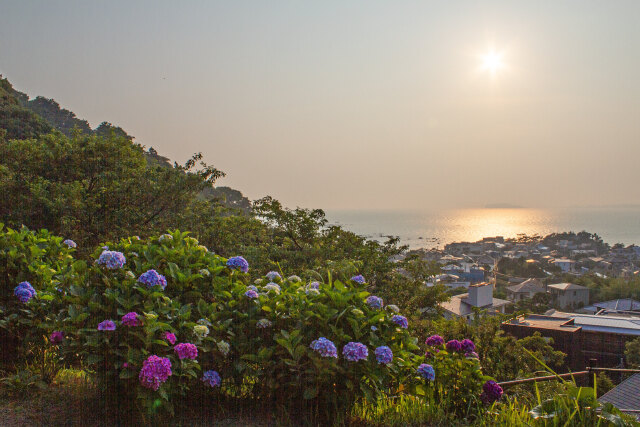 紫陽花公園