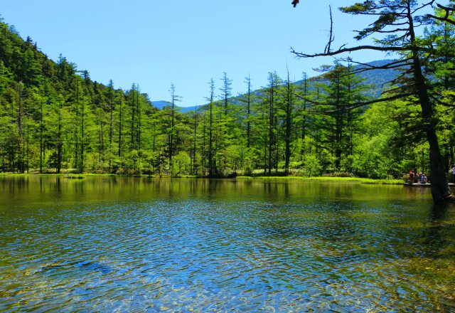 新緑の上高地