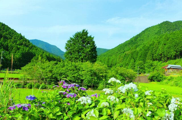 初夏の里山