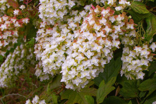 柏葉紫陽花