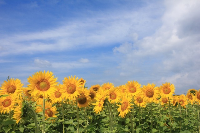 青空に夏のヒマワリ