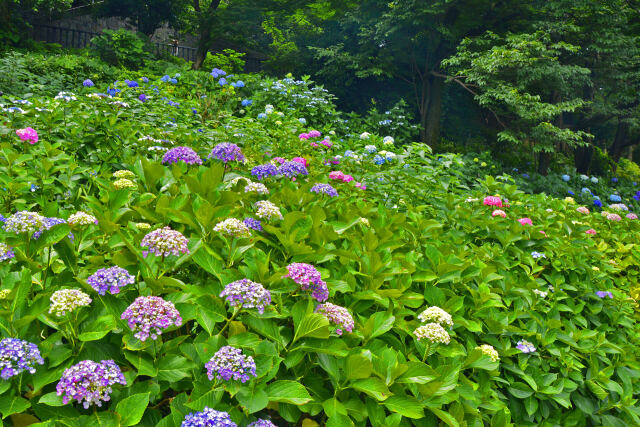 飛鳥山の紫陽花・13