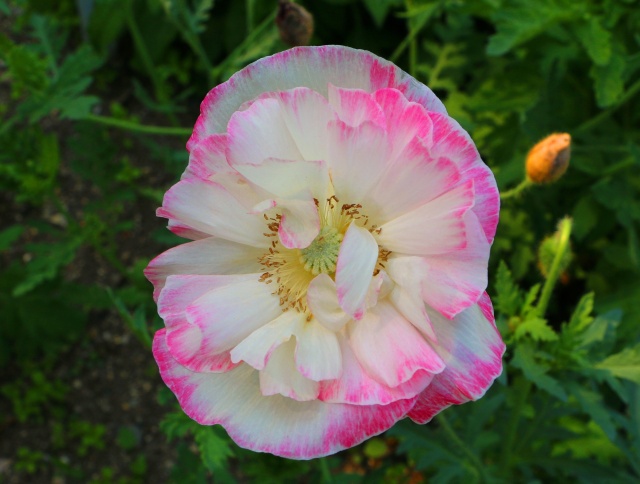 初夏の花