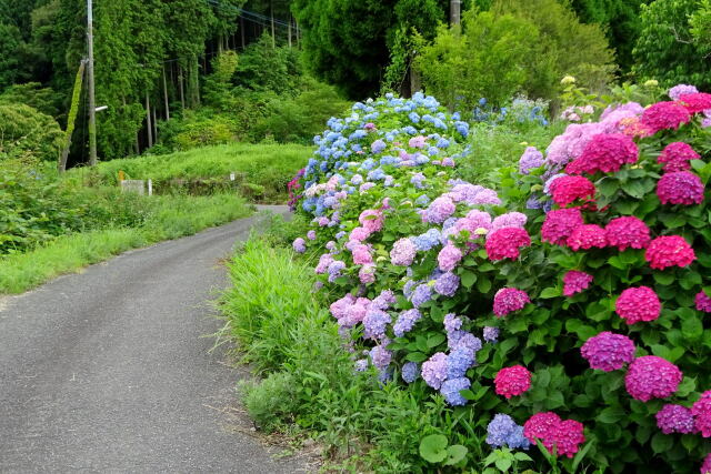 紫陽花が咲いている田舎道