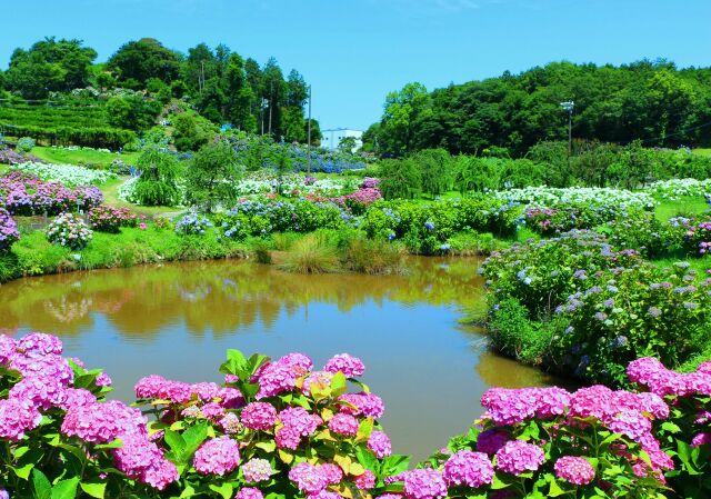 初夏のアジサイ園