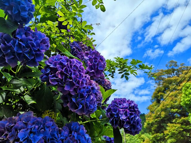 初夏の花