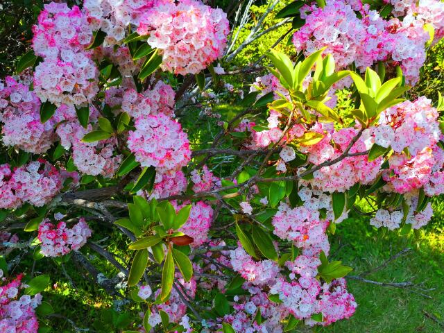 初夏の花