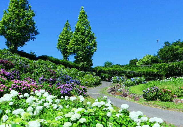 初夏のアジサイ園