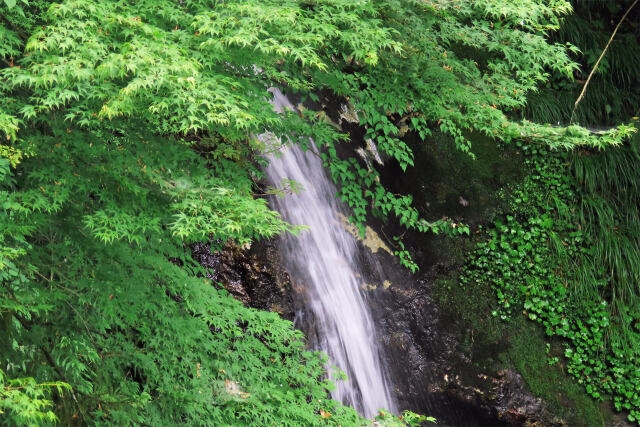 渓谷の夏 滝 8 カエデ