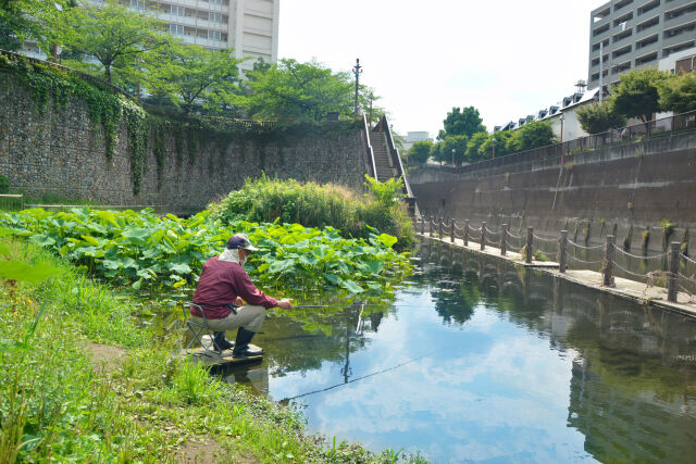 初夏の石神井川遊水池