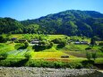 夏の里山