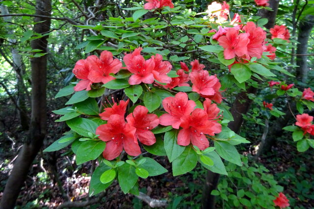 山道に咲いている花