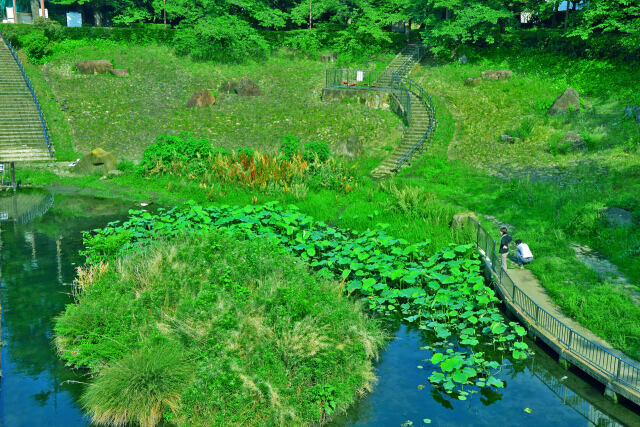 初夏の石神井川遊水池・2