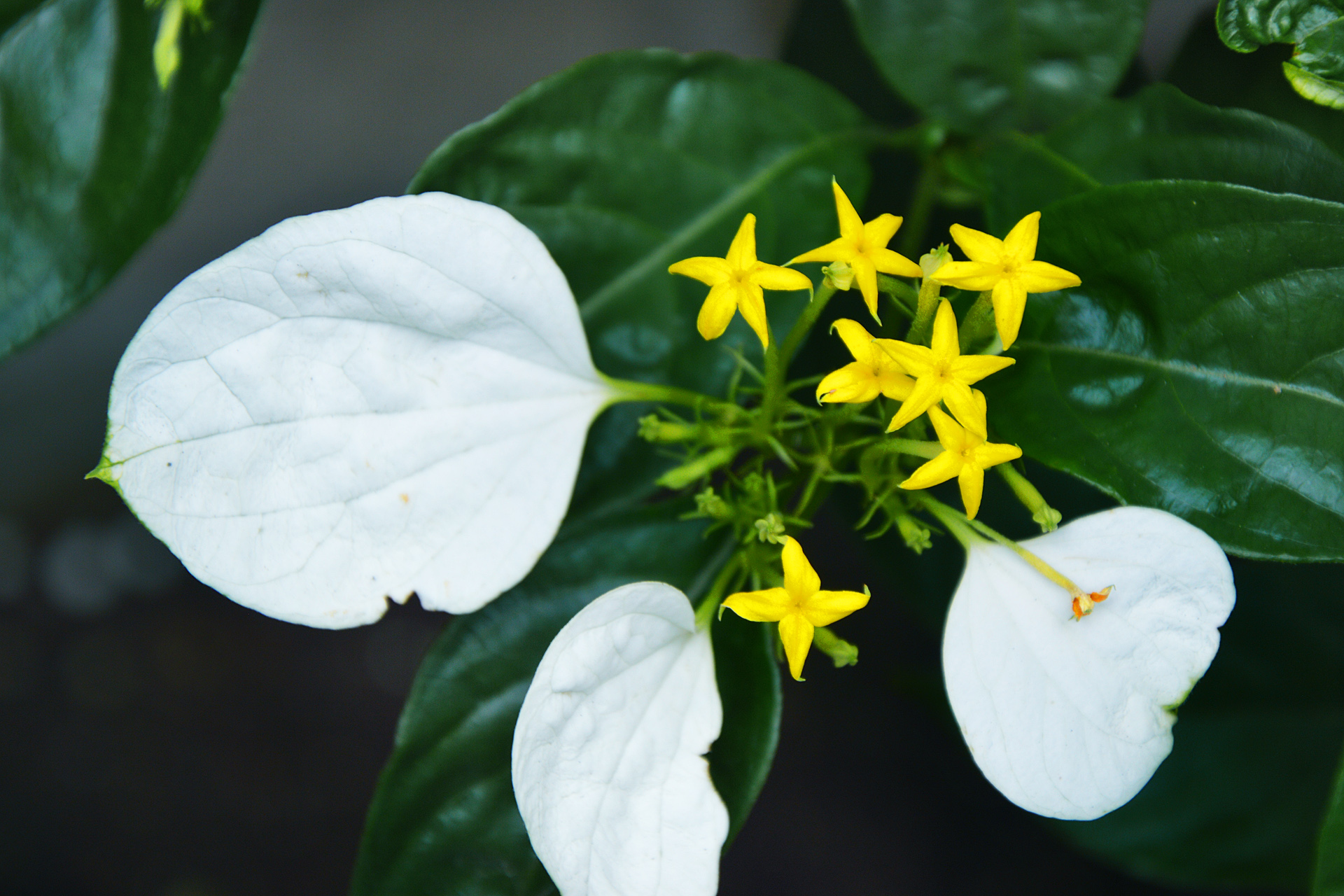 花 植物 コンロンカ 壁紙19x1280 壁紙館