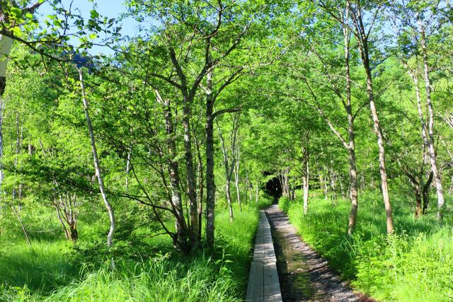 夏の上高地の森