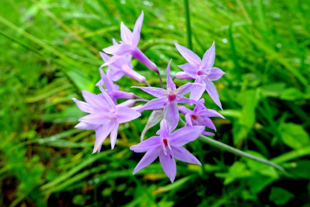 野に咲く花