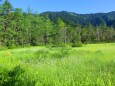 夏の上高地の花