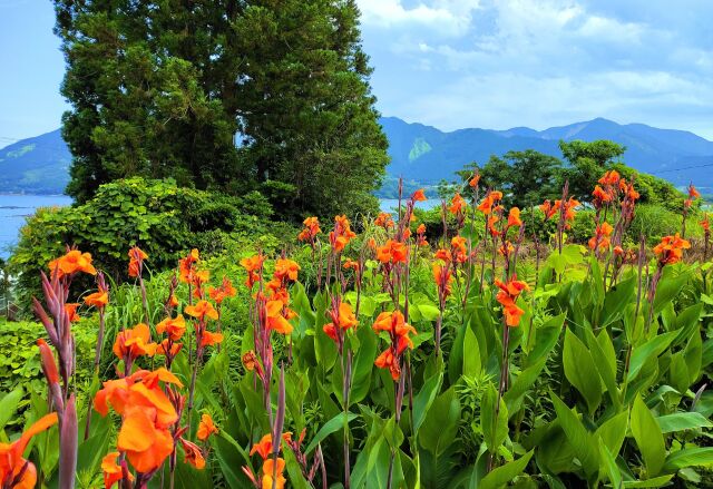 夏の花