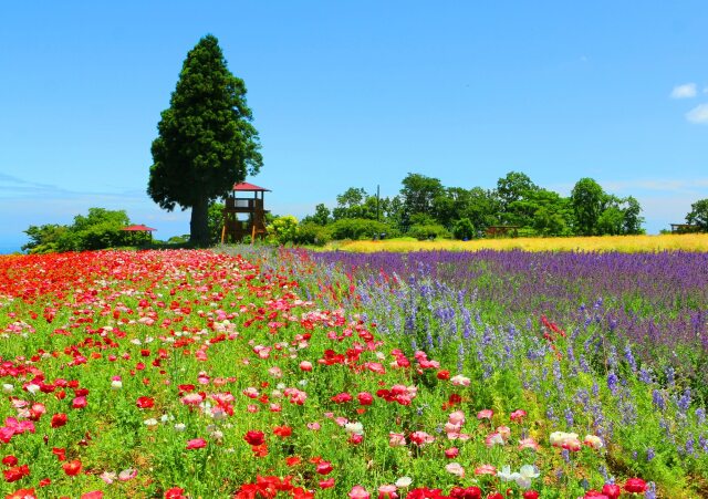 夏のハーブ園