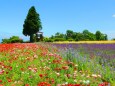 夏のハーブ園