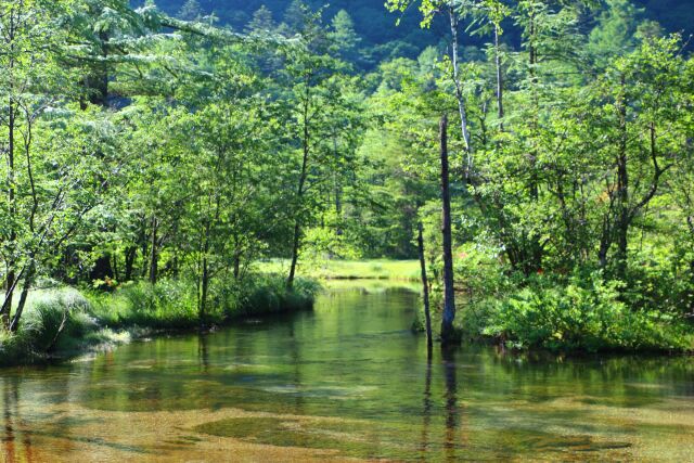 夏の田代池