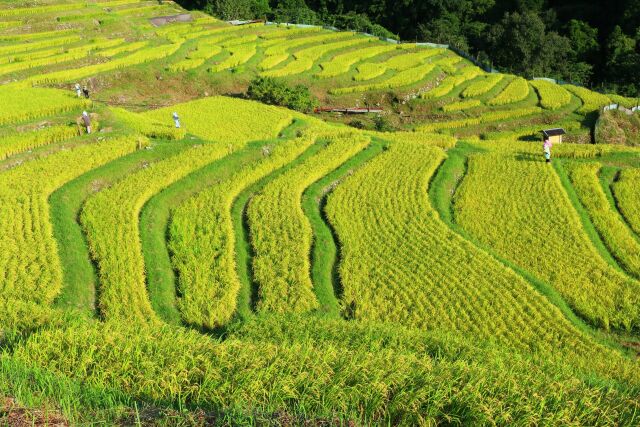 夏の千枚田