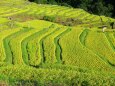 夏の千枚田