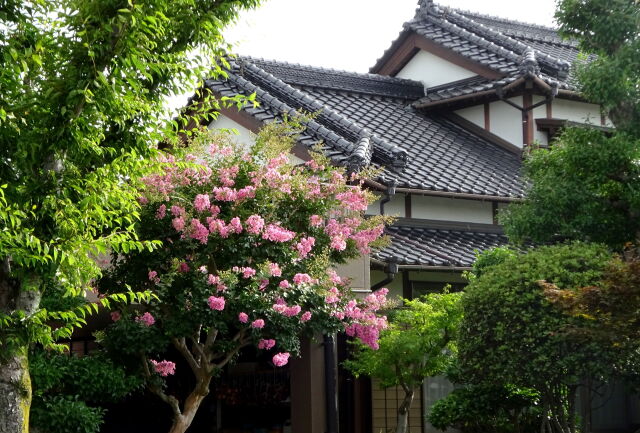 咲き始めた百日紅の花