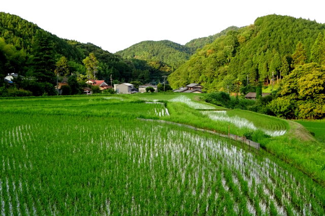 梅雨明の頃 山間部風景