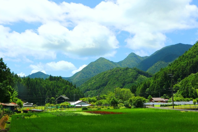 夏の里山