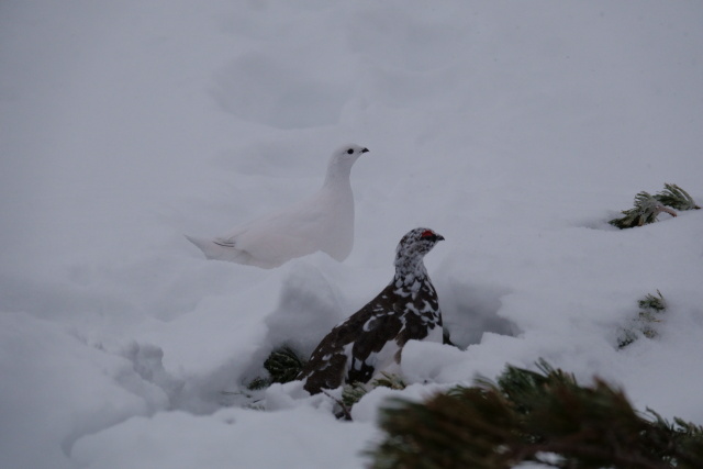 燕岳の白雷鳥