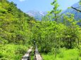 夏の上高地の森