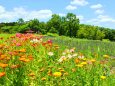 夏のハーブ園