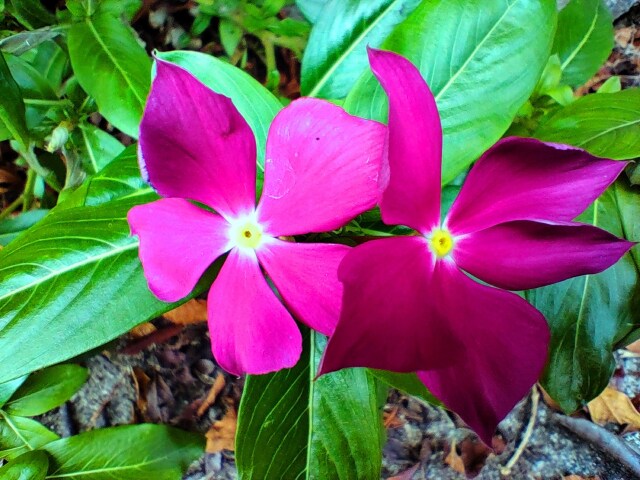 夏の花