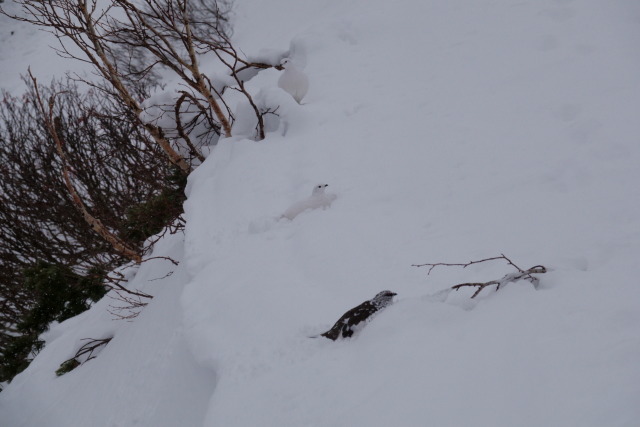 燕岳の白雷鳥4