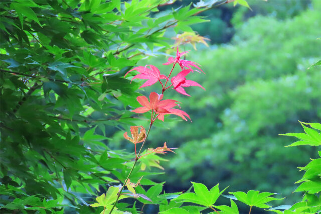 夏の紅葉 カエデ 2